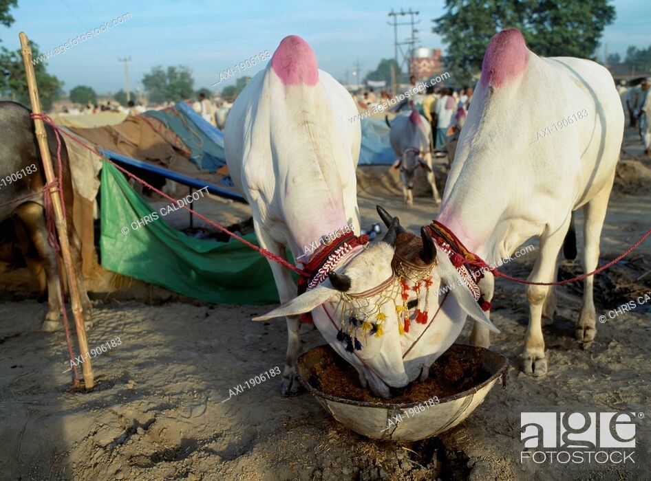 Sonepur Mela. Bihar, India, Stock Photo, Picture And Rights Managed Image.  Pic. AXI-1906183 | agefotostock