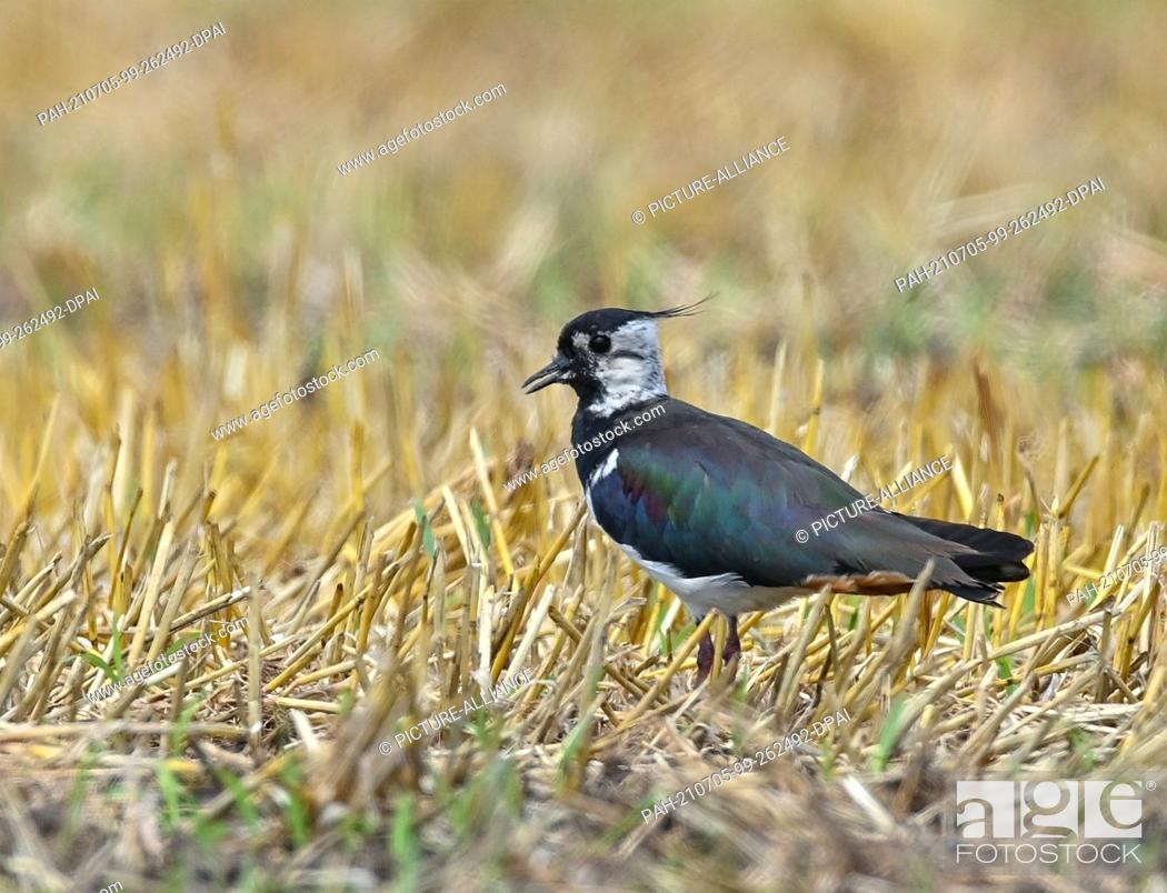 Stock Photo: 04 July 2021, Brandenburg, Reitwein: A lapwing (Vanellus vanellus) can be seen in a field. Lapwings are ground breeders. In 2015.