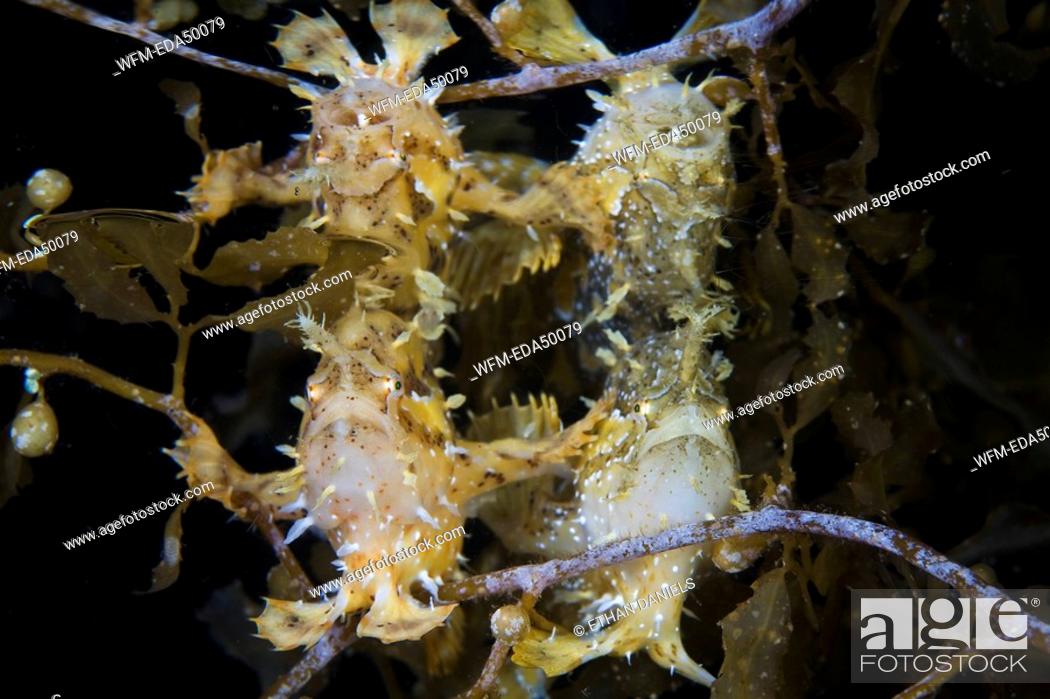 Stock Photo: Two Sargassum-Frogfishes mirroring in Watersurface, Histrio histrio, Raja Ampat, West Papua, Indonesia.