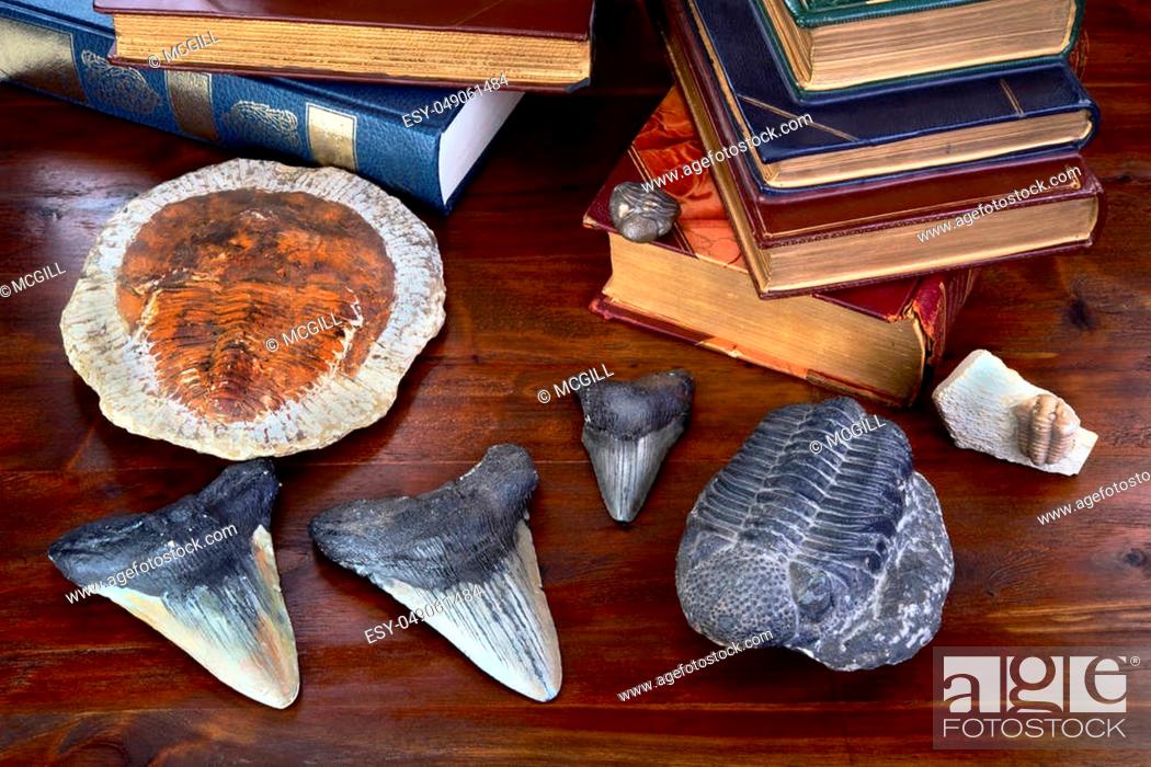 Stock Photo: Trilobites fossils 480 million years old and Megalodon shark teeth 45 million years old.