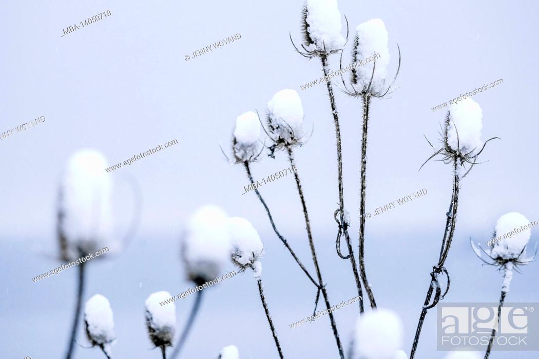 Stock Photo: wild teasel, dipsacus sylvestris, snow, germany, winter.