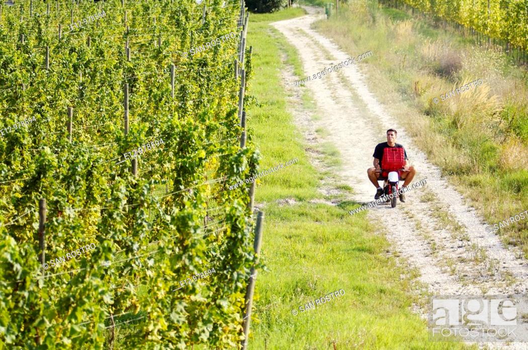 Stock Photo: Italy, Venice, Orto : First Wine made in Venice  Sant Erasmo Island  Harvest in malvasia vineyards.