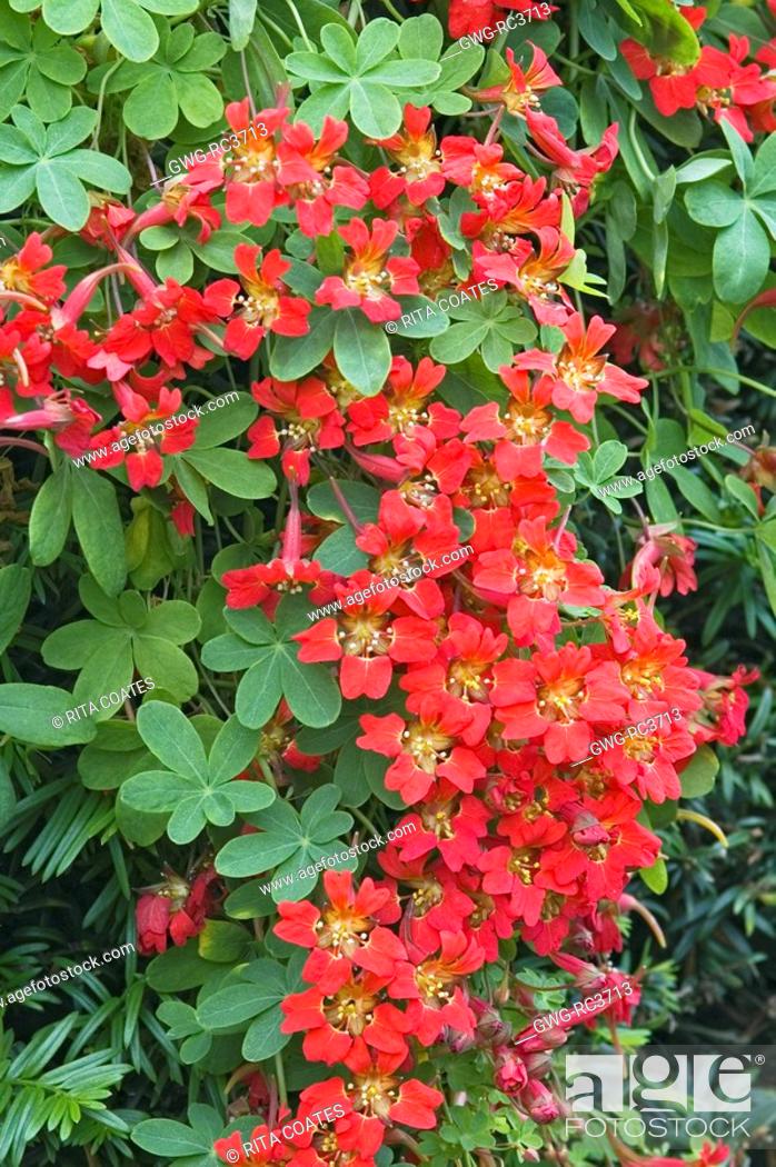 TROPAEOLUM SPECIOSUM, Stock Photo, Picture And Rights Image. Pic. GWG-RC3713 | agefotostock