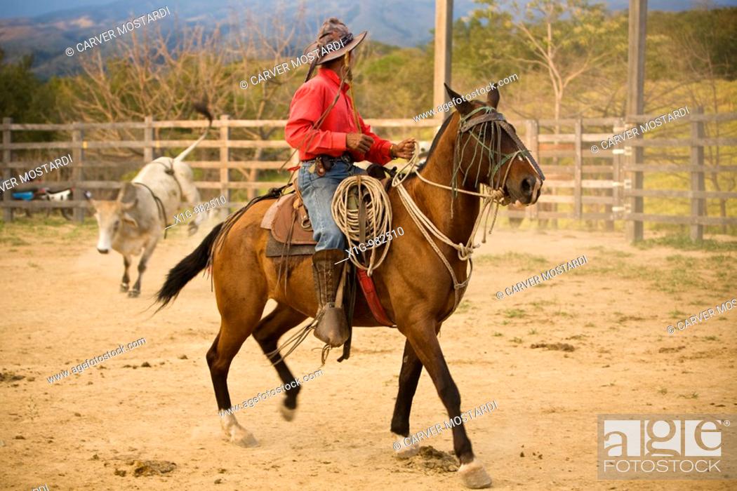 Cowboy on horse wrangling a bull in Guanacaste, Costa Rica, Stock Photo,  Picture And Rights Managed Image. Pic. X1G-982510 | agefotostock