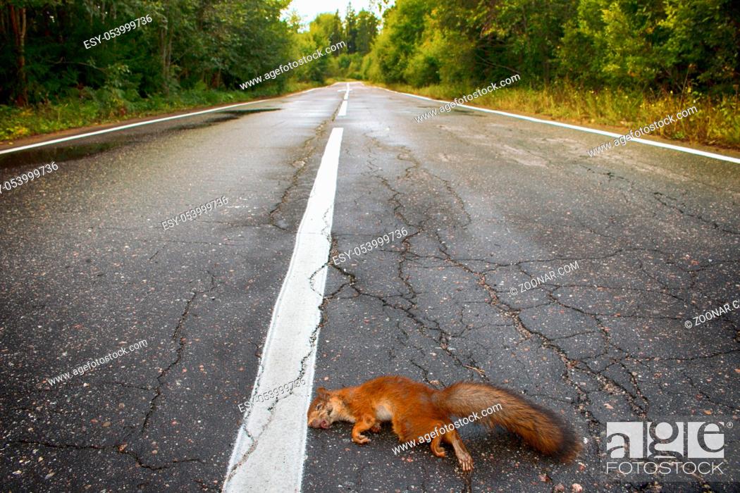 Stock Photo: Adult squirrel hit by car on paved forest highway. Car as cause of death of many millions of mammals every year.