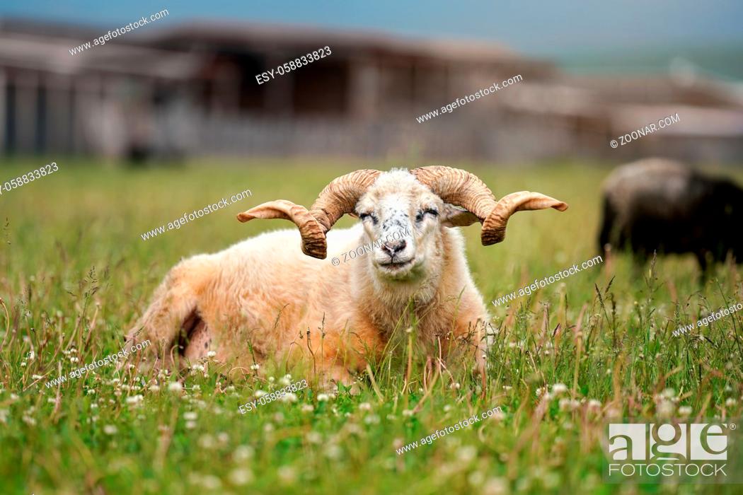 Stock Photo: Sheep with twisted horns, Traditional Slovak breed - Original Valaska resting in spring meadow grass, eyes half closed.