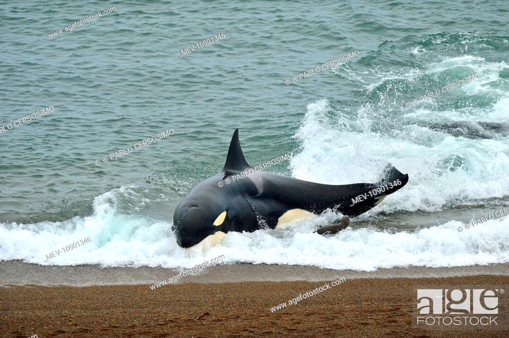 Stock Photo: Orca / Killer Whale (Orcinus orca). hunting South American Sea Lion (Otaria flavescens) series 6 of 10 - Peninsula Valdes, Patagonia, Argentina, South Atlantic.