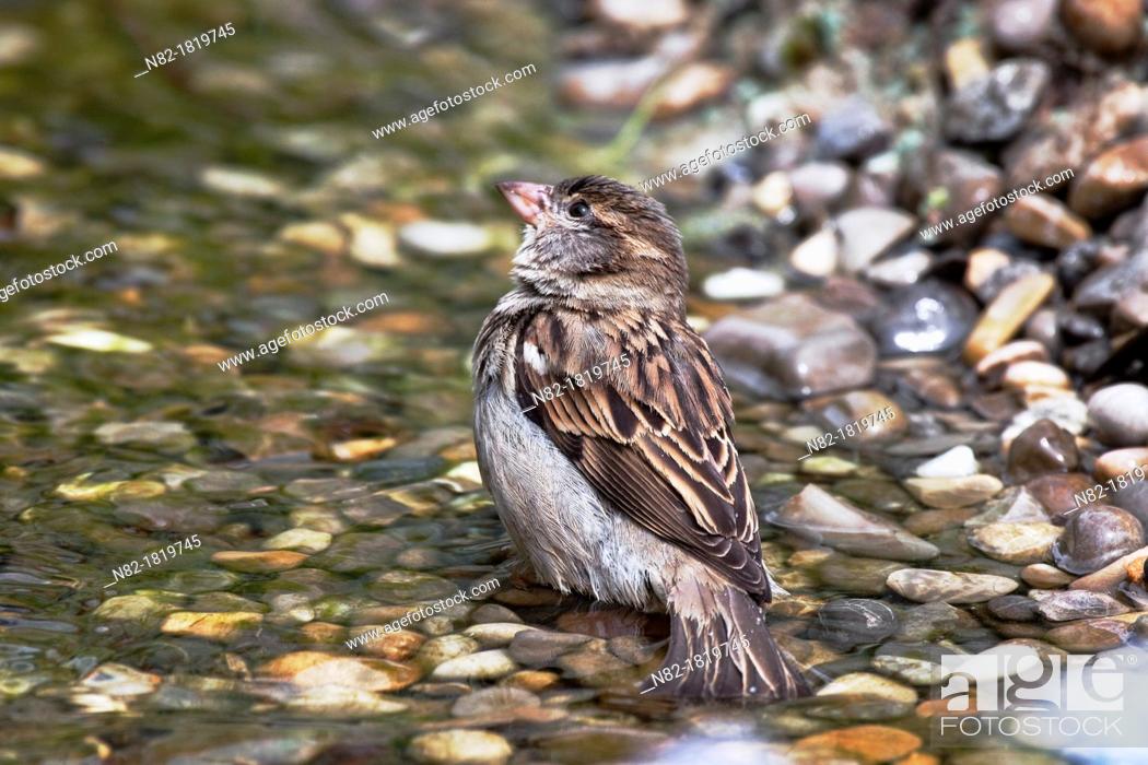 Stock Photo: House sparrow Passer domesticus female bathing in a brook - Bavaria/Germany.