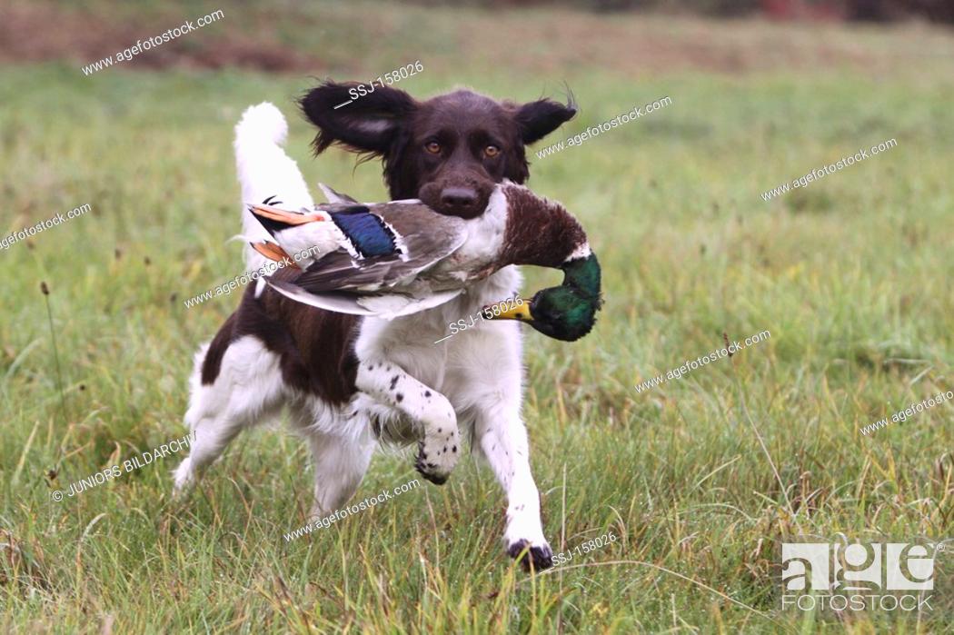 Stock Photo: Small Munsterlander dog running - retrieving a duck.