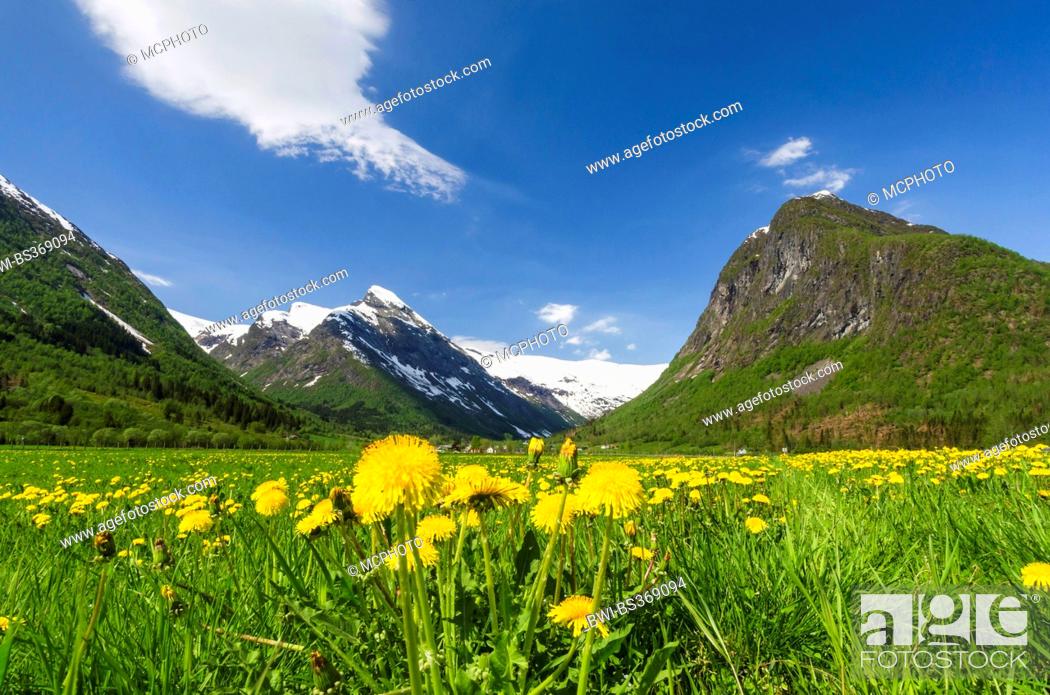 Stock Photo: common dandelion (Taraxacum officinale), landscape at Boeyadalen, Norway, Lapland, Sogn og Fjordane Fylke, Sogndal.