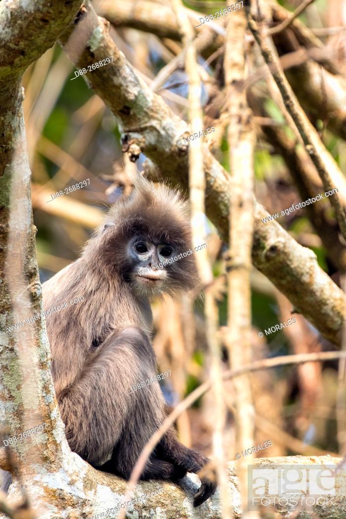 South east Asia, India, Tripura state, Phayre's leaf monkey or Phayre's  langur (Trachypithecus..., Stock Photo, Picture And Rights Managed Image.  Pic. D88-2688297 | agefotostock