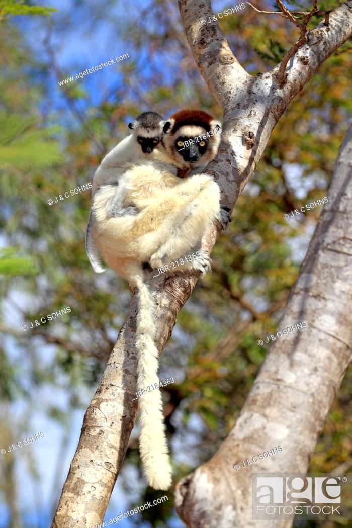 Stock Photo: Verreaux's Sifaka (Propithecus verreauxi), mother with young, Berenty Reserve, Madagascar, Africa.