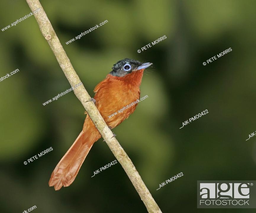 Stock Photo: Madagascar Paradise Flycatcher (Terpsiphone mutata) also known as Malagasy paradise flycatcher, perched on a twig in Madagascar.
