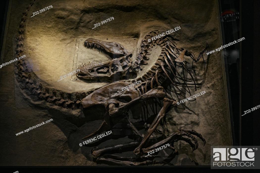 Photo de stock: The Royal Tyrrell Museum of Palaeontology is Canadaâ. . s only museum dedicated exclusively to the study of prehistoric life.