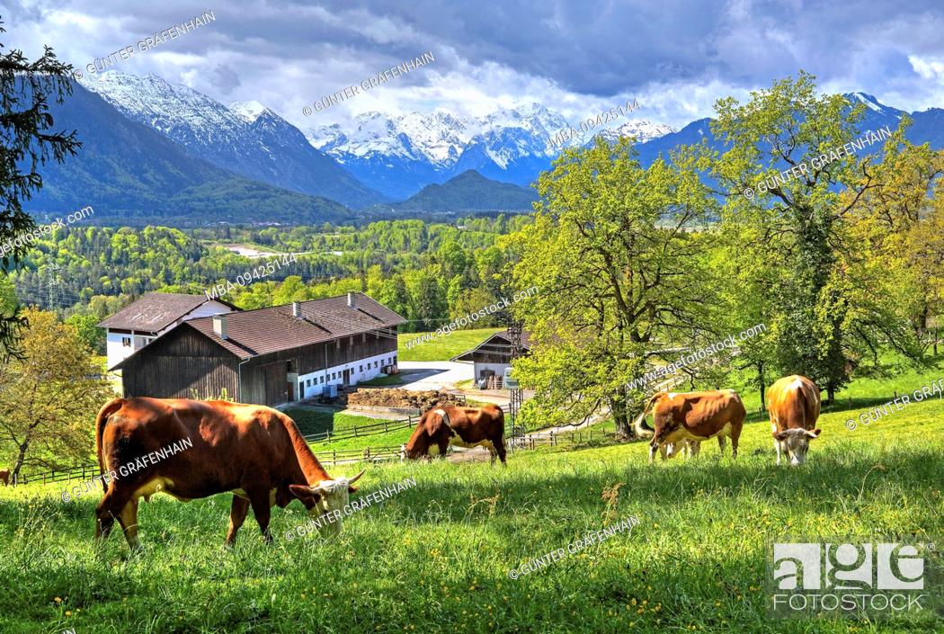 Stock Photo: Pasture with cows against Zugspitzgruppe 2962m in the Wetterstein Mountains near the Gut Perlach district of Murnau, Loisachtal, Blue Land, Upper Bavaria.