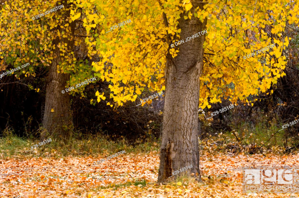 Stock Photo: Cottonwood tree (Populus angustifolia) in autumn foliage. Writing on Stone Provincial Park. Alberta.