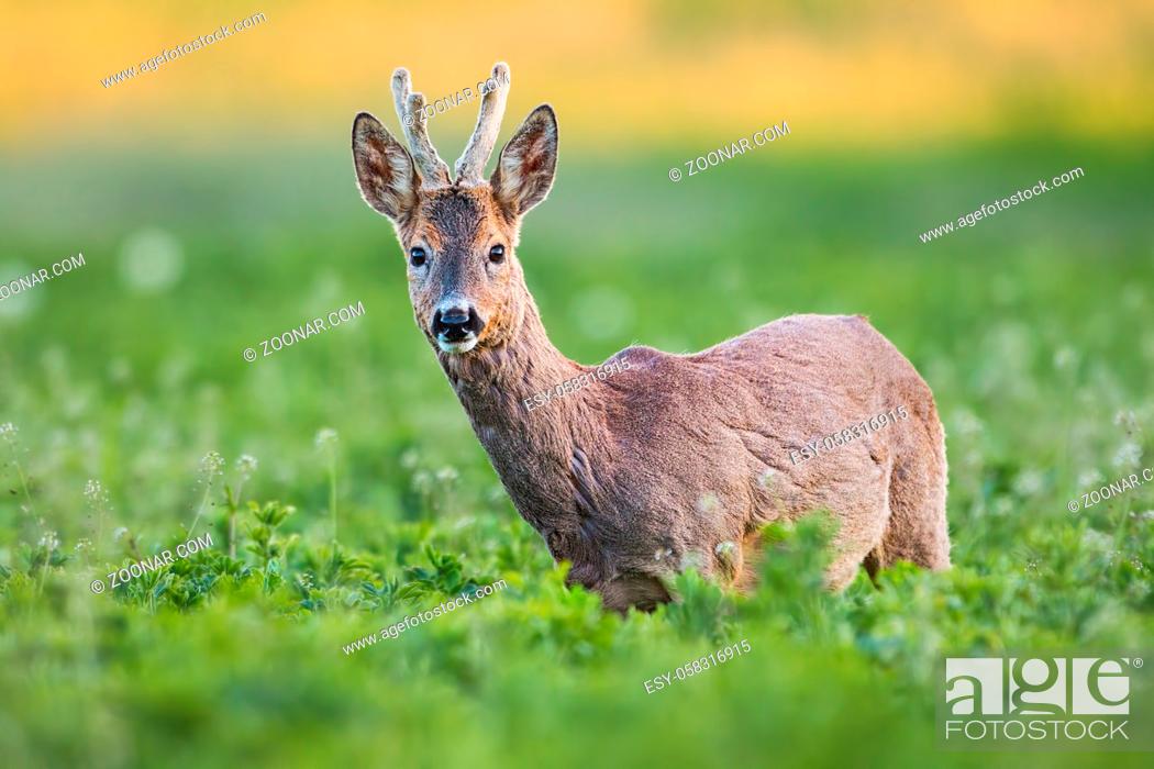Stock Photo: Curious roe deer, capreolus capreolus, buck in spring standing on fresh green field. Wild animal in natural environment. Detailed closeup of male roebuck with.