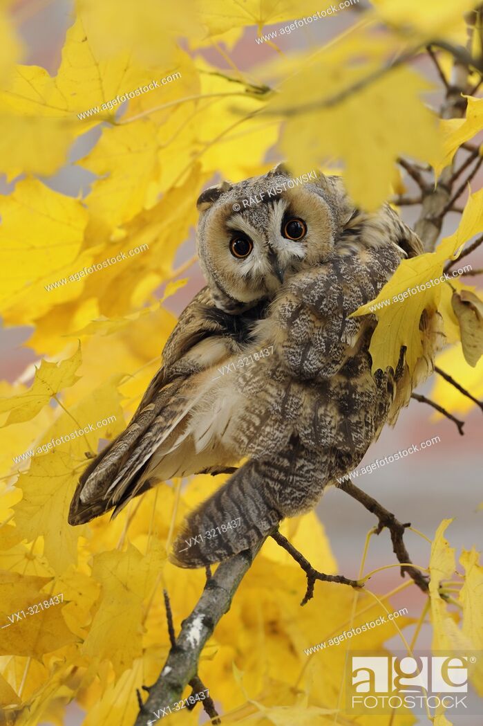 Stock Photo: Long-eared Owl / Waldohreule (Asio otus) perched in a maple tree, with funny view, surrounded by golden leaves (wildlife). .