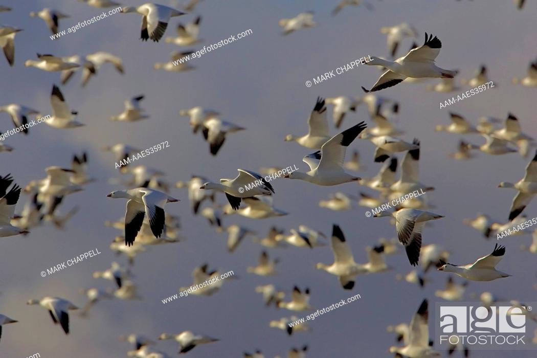 Stock Photo: Snow Geese (Chen caerulescens) Bosque del Apache National Wildlife Refuge, New Mexico.