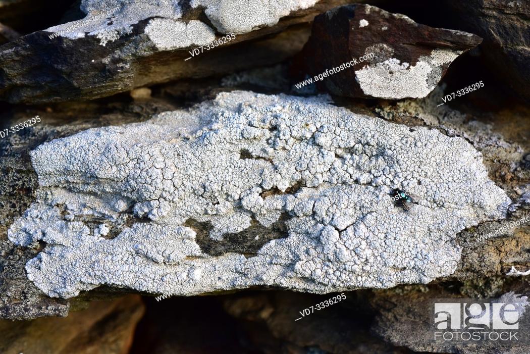 Stock Photo: Pertusaria amara is a crustose lichen with soralia. This photo was taken in La Albera, Girona province, Catalonia, Spain.