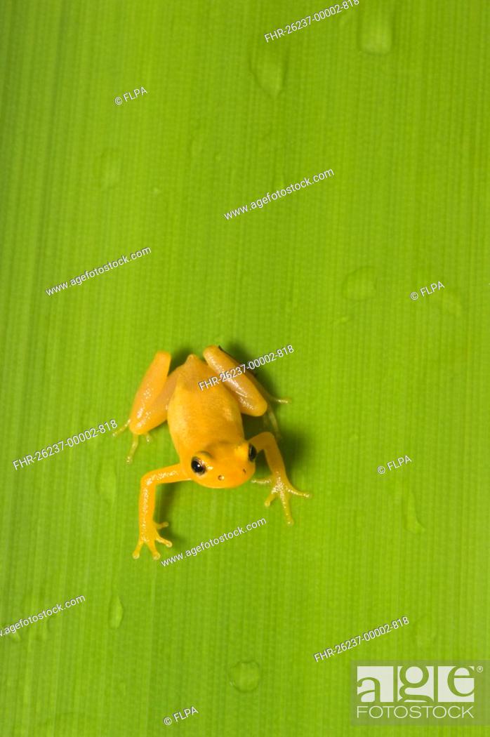 Stock Photo: Golden Poison Dart Frog Colostethus beebei adult, on Giant Tank Bromeliad Brocchinia micrantha, Kaieteur Falls, Kaieteur N P , Guyana.