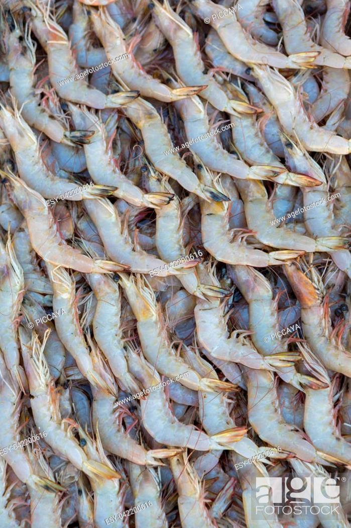 Stock Photo: Group of fresh shrimp displayed for sale at the Fish market in Dubai, United Arab Emirates.
