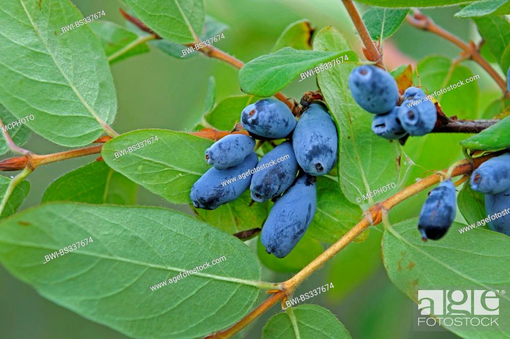 Stock Photo: Blue-berried honeysuckle, Bluefly honeysuckle, Sweetberry honeysuckle (Lonicera caerulea 'Berry Blue', Lonicera caerulea Berry Blue), vultivar Berry Blue.
