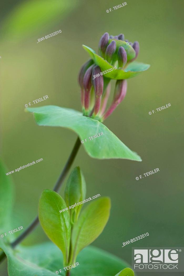 Stock Photo: Italian honeysuckle, Italian woodbine, perfoliate honeysuckle (Lonicera caprifolium), flower buds.