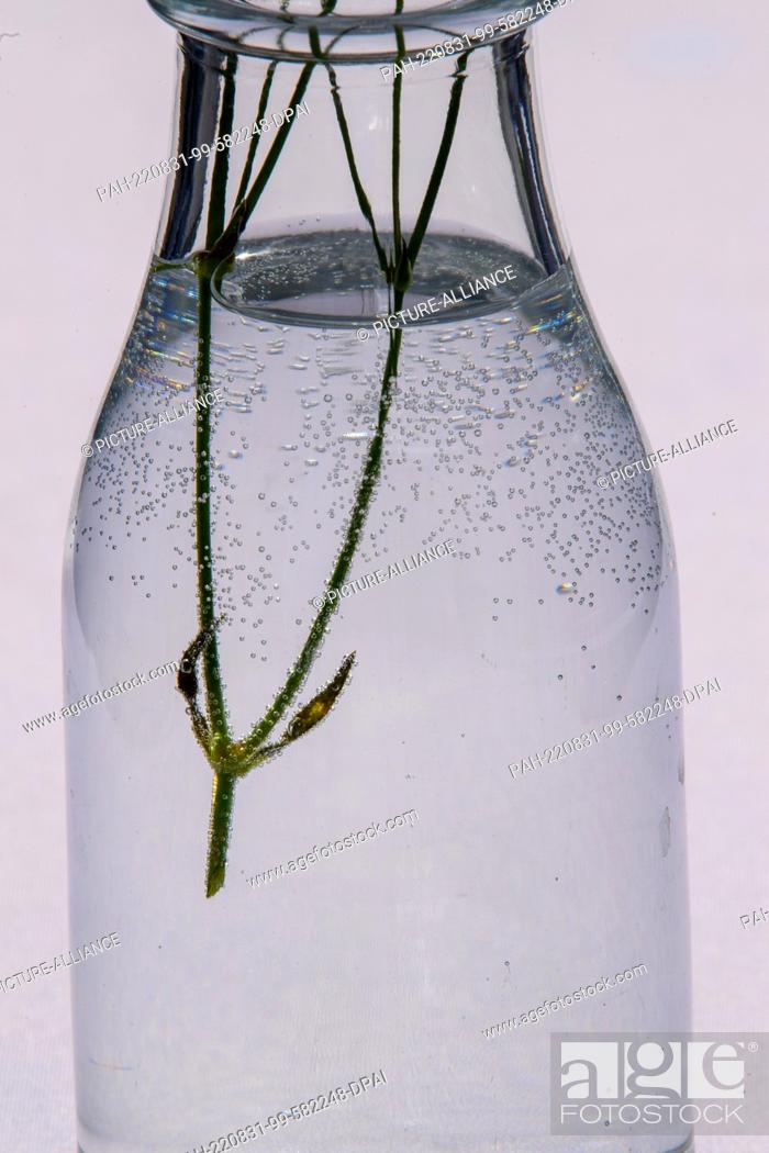 Stock Photo: 31 August 2022, Saxony-Anhalt, Bernburg (Saale): Air bubbles can be seen in a bottle with drinking water in which a plant is stuck.