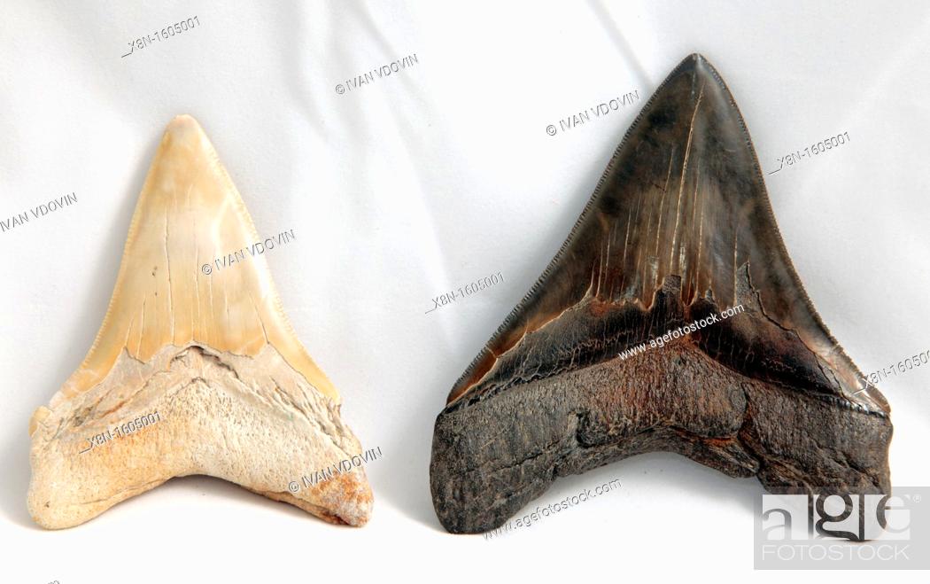 Stock Photo: Megalodon shark teeth fossil.