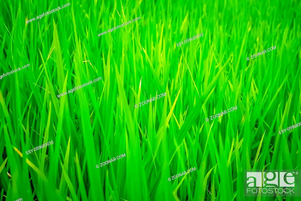 Imagen: Green grass background overlay photographed in the garden in the early morning in Sumatra, Indonesia.