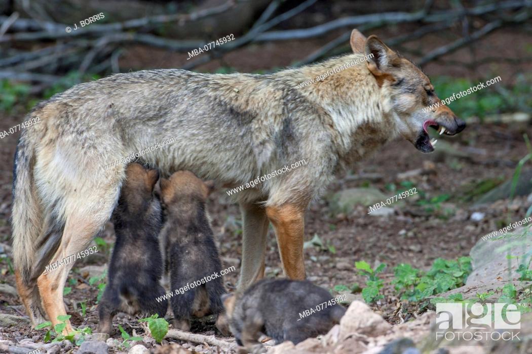 Stock Photo: European wolf, Canis lupus,.