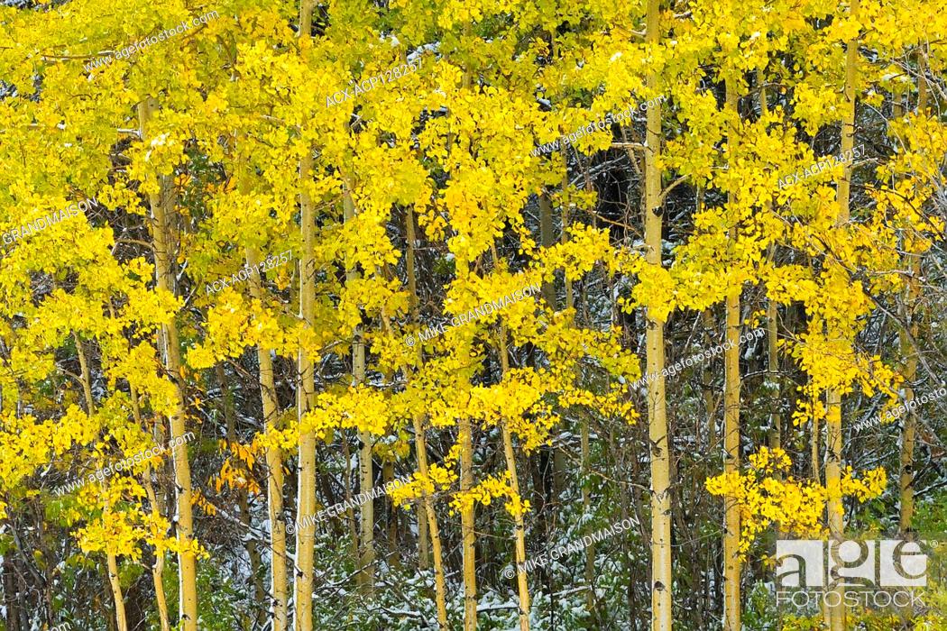 Photo de stock: Snow and aspen trees in autumn colors Kananaskis Country Alberta Canada.