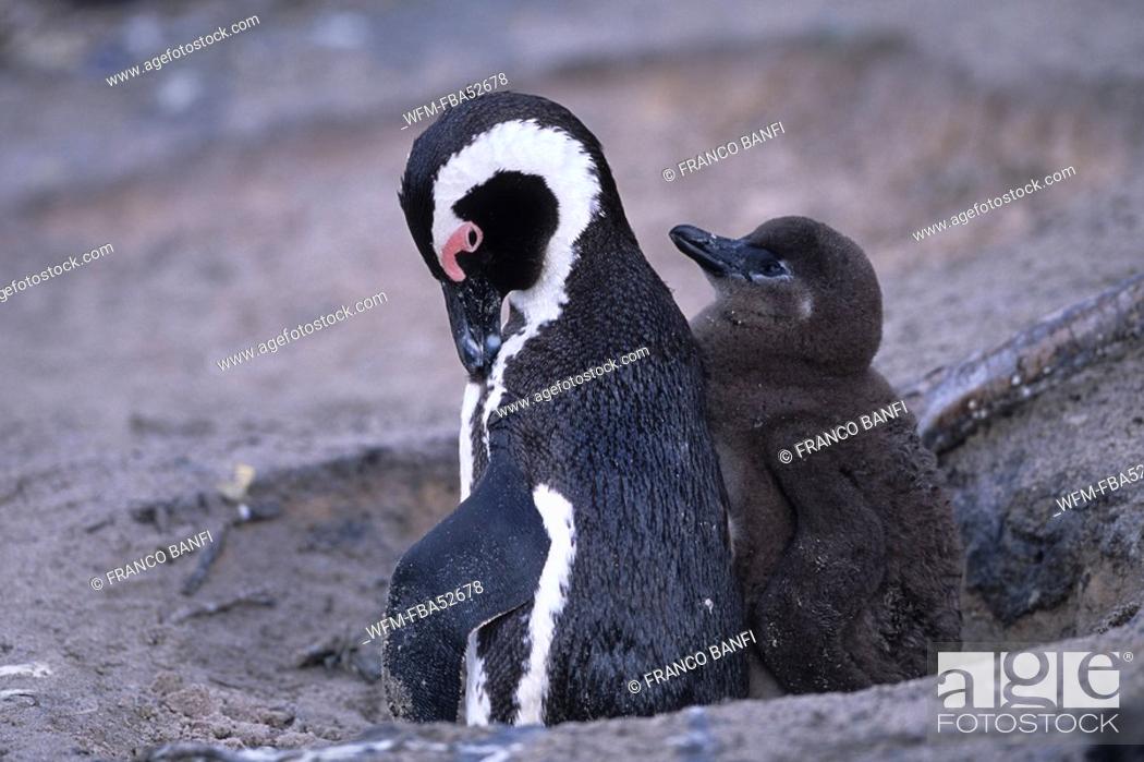 Stock Photo: African Penguin, Banded Penguin with chick, Spheniscus demersus, Boulders Beach, False Bay, South Africa.