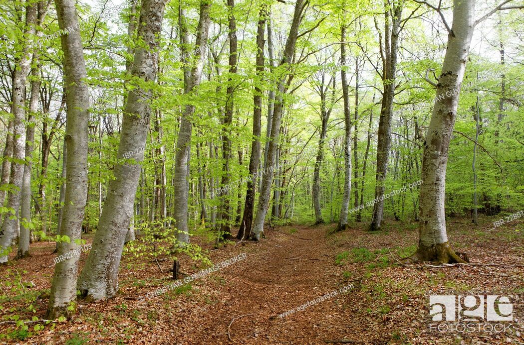 Stock Photo: Forest of beech trees, Parc Naturel Regional des Volcans d'Auvergne, Auvergne Volcanoes Natural Regional Park, Puy de Dome, France, Europe.