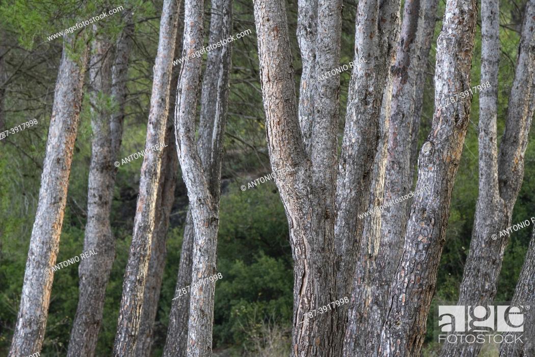 Stock Photo: Pine trunks (Pinus helepensis). Rambla de Los Molinos Natural Area. Almansa. Albacete.