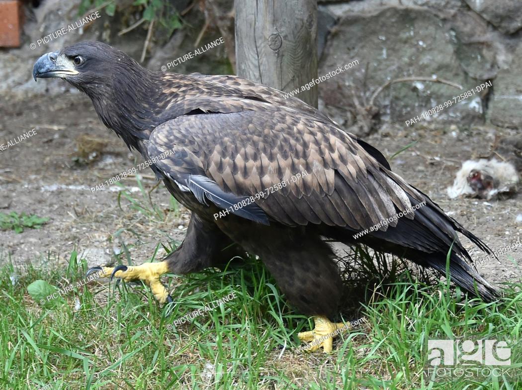 Stock Photo: 22 August 2018, Germany, Gerdshagen: A female eagle walks through an aviary in the Struck animal sanctuary. After the injuries of the animal.