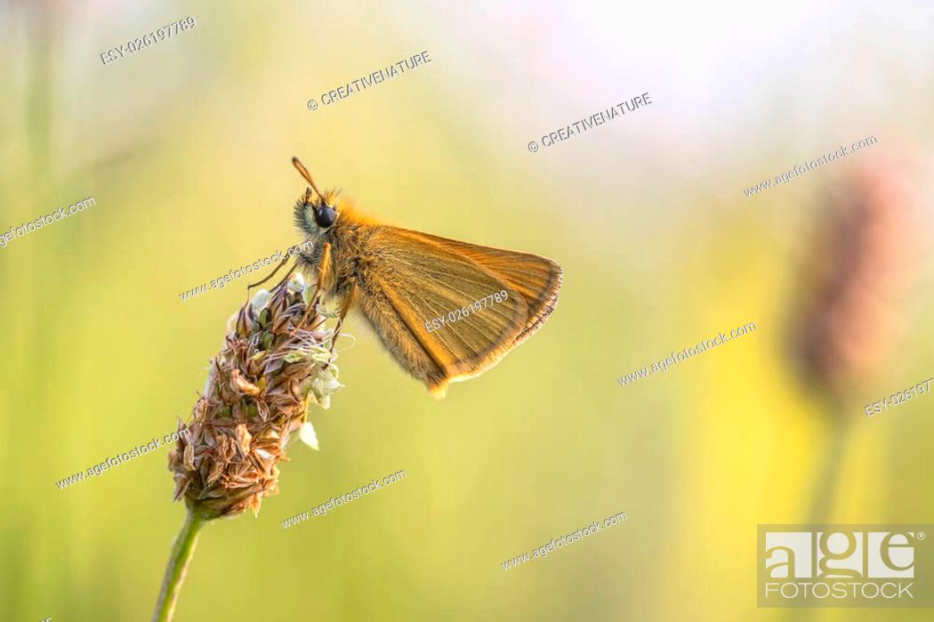 Stock Photo: Essex skipper (Thymelicus lineola) on Plantago flower. This butterfly occurs throughout much of the Palaearctic region. Its range is from southern Scandinavia.