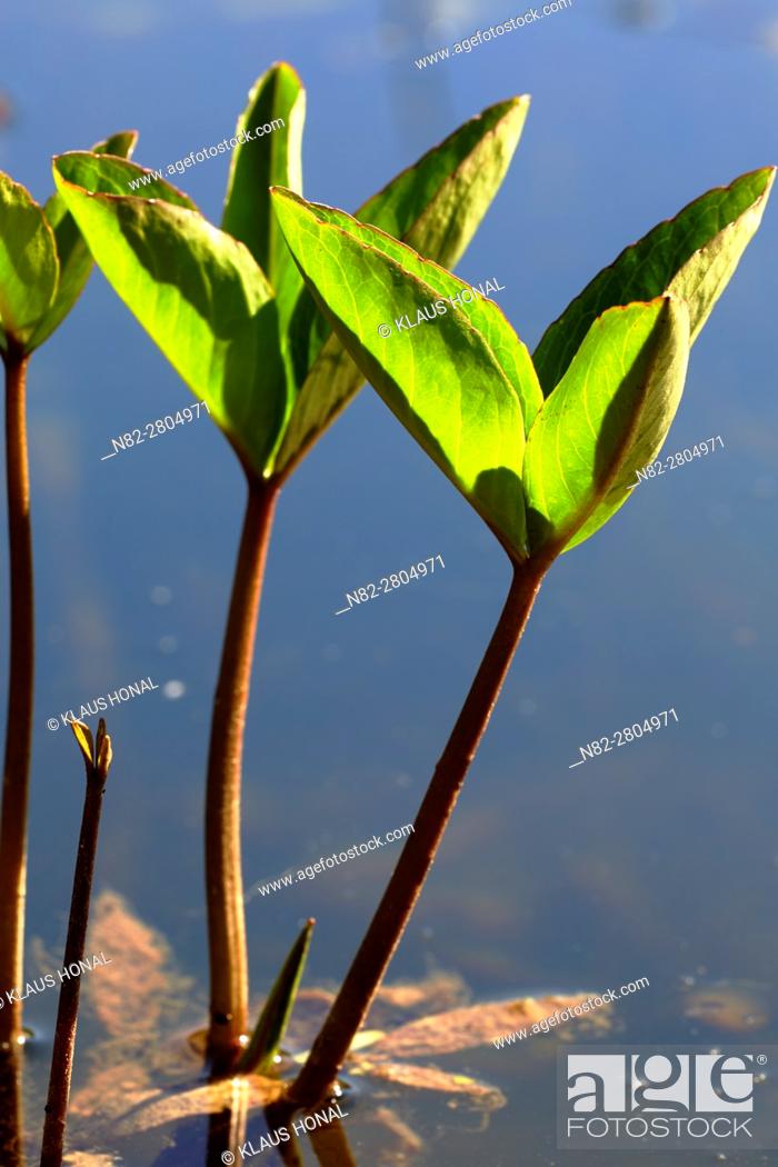 Stock Photo: Stems and petioles of Bogbean or Buckbean plant (Menyanthes trifoliata) are hollow, so the plant gets buoyancy and floats at the swamp habitat - Hesselberg.