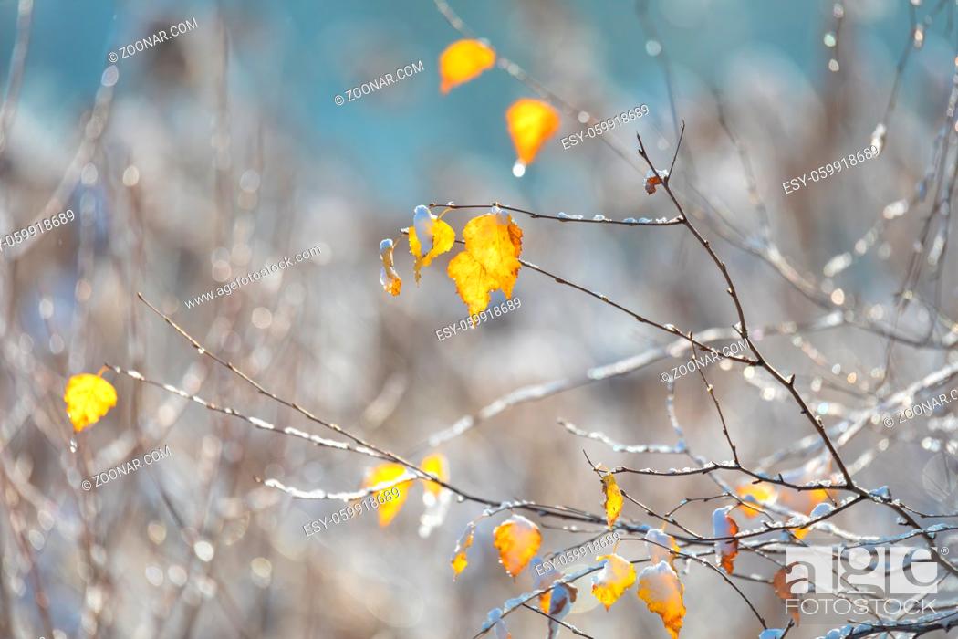 Stock Photo: Winter background. beautiful yellow birch leaves. Late autumnal nature backdrop for design with shallow depth of field.