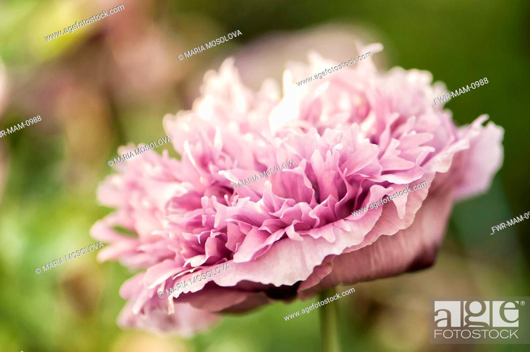 Stock Photo: Poppy, Papaver somniferum. Ruffled pink flower head of single bloom.