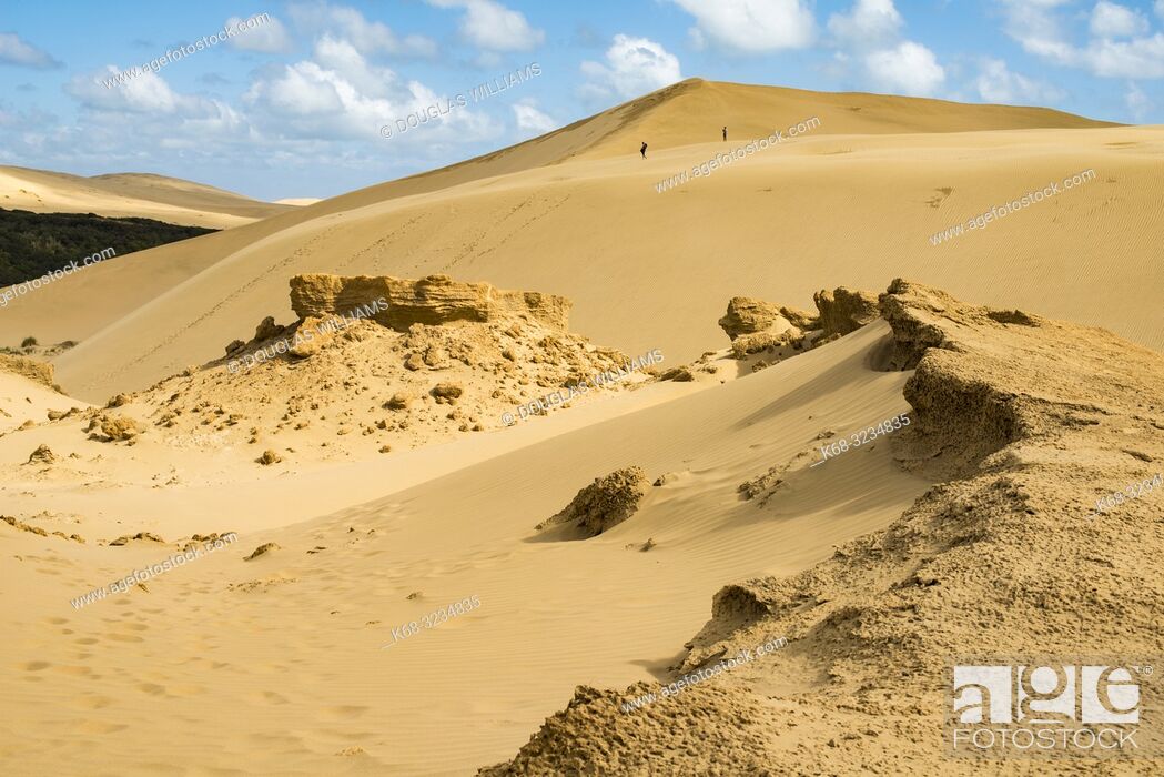 Stock Photo: Te Paki sand dunes, Northland, New Zealand.