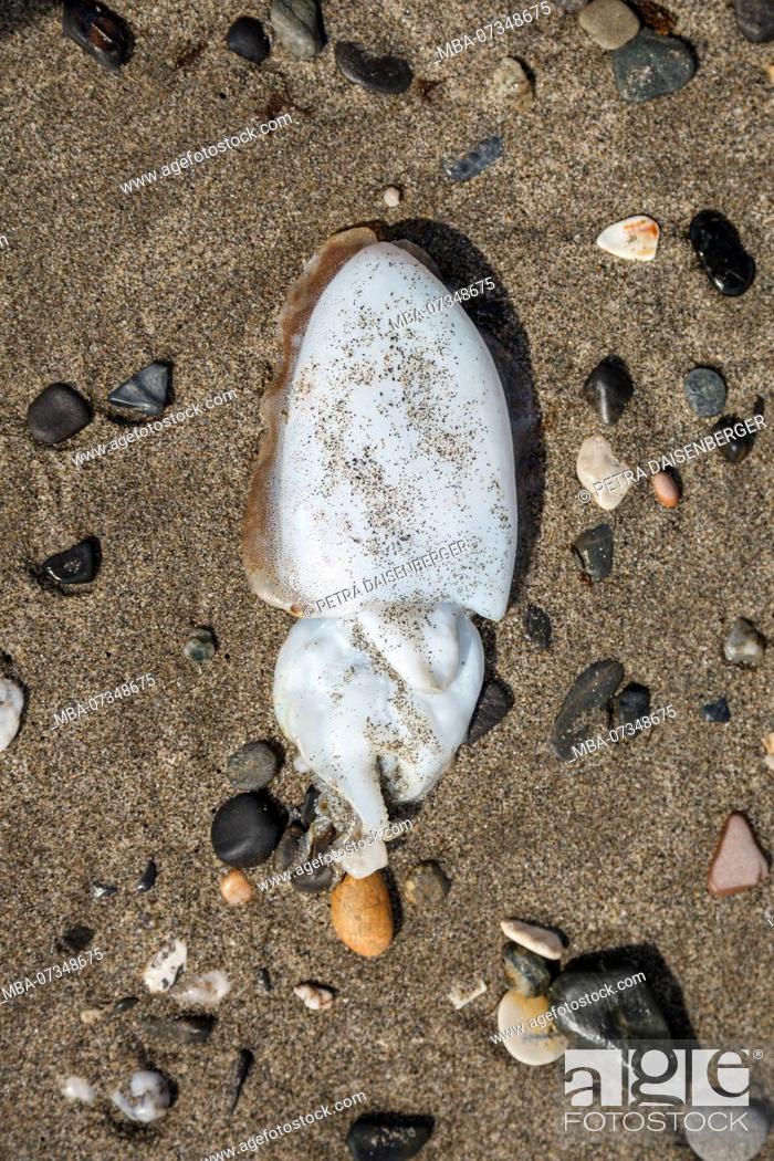 Imagen: A dead cuttlefish is lying on the beach,.