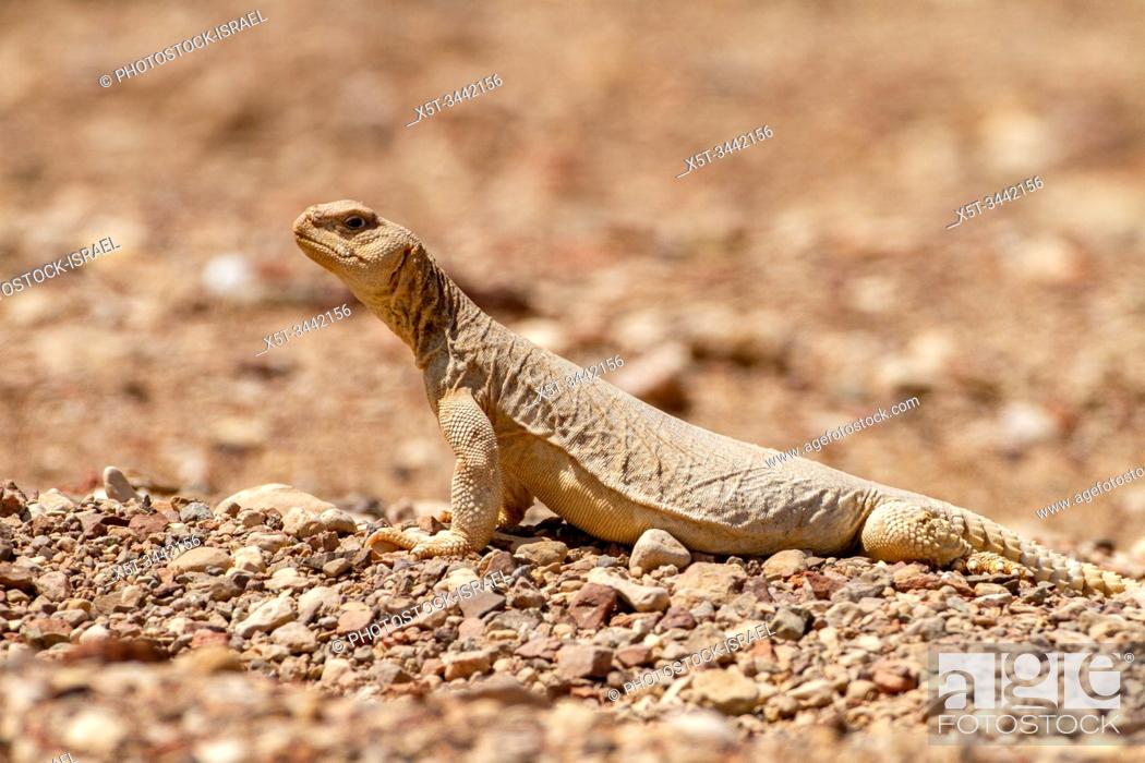 Egyptian Mastigure (Uromastyx aegyptia), AKA Leptien's Mastigure, or  Egyptian dab lizard, Stock Photo, Picture And Rights Managed Image. Pic.  X5T-3442156 | agefotostock