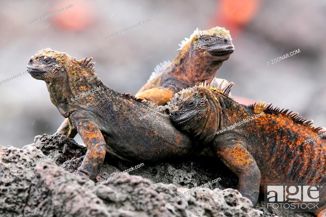 Stock Photo: Marine iguanas on Santiago Island in Galapagos National Park, Ecuador. Marine iguana is found only on the Galapagos Islands.