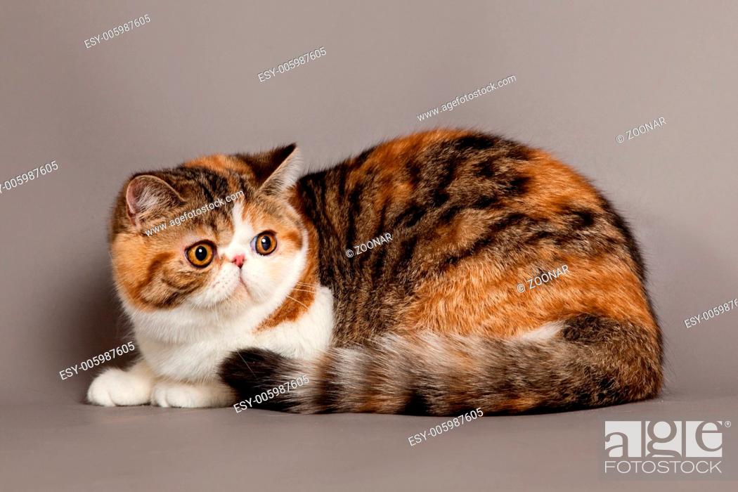 Exotic shorthair cat. persian cat on grey backgrou, Stock Photo, Picture  And Low Budget Royalty Free Image. Pic. ESY-005987605 | agefotostock