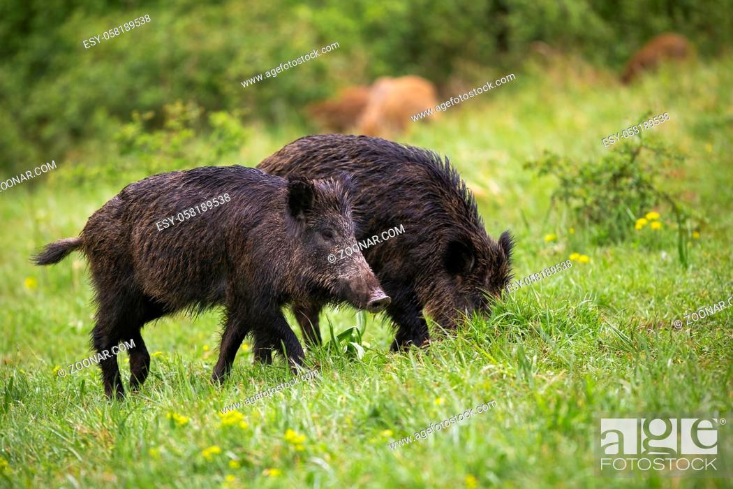Stock Photo: Wet wild boars, sus scrofa, feeding on green meadow in summer nature. Numerous group of wild animals grazing green grass on glade after rain.