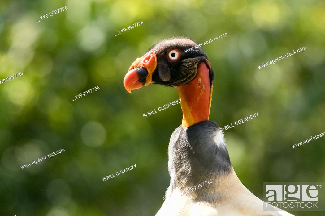 Stock Photo: King vulture (Sarcoramphus papa) - La Laguna del Lagarto Lodge, Boca Tapada, Costa Rica.
