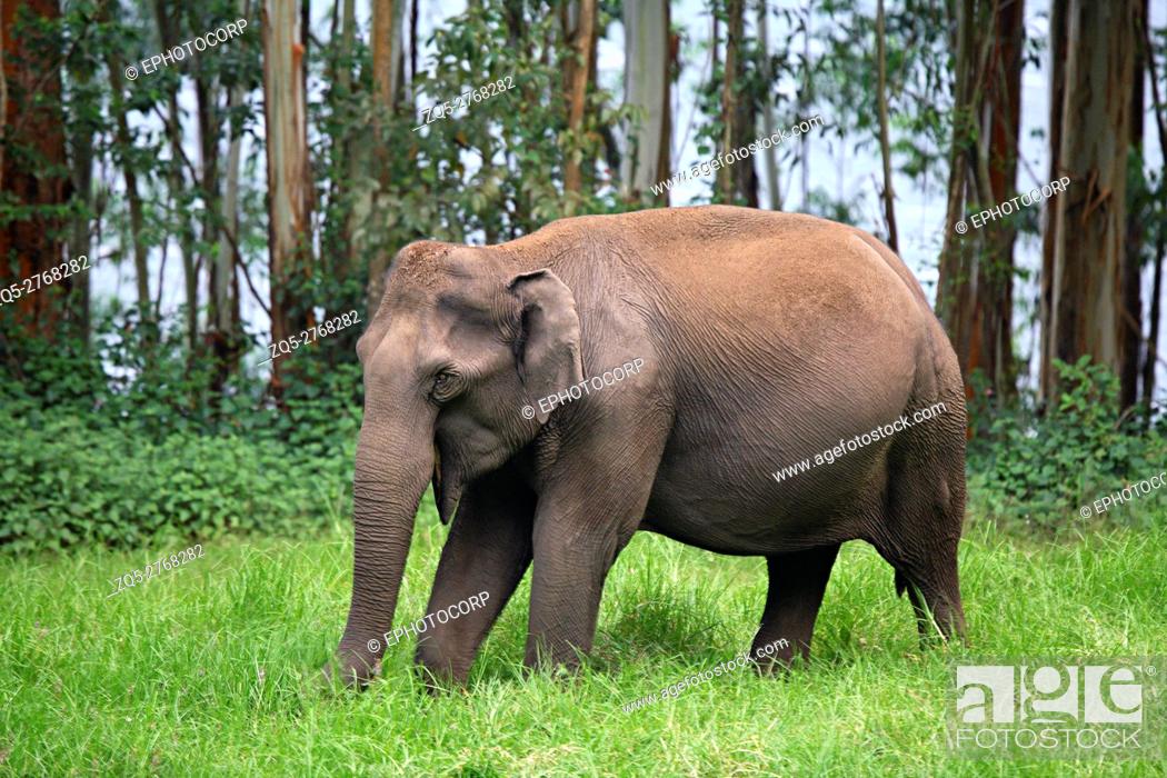 Stock Photo: Wild Elephant (Elephas maximus) Female at Eravikulam National Park, Munnar, Kerala, India.