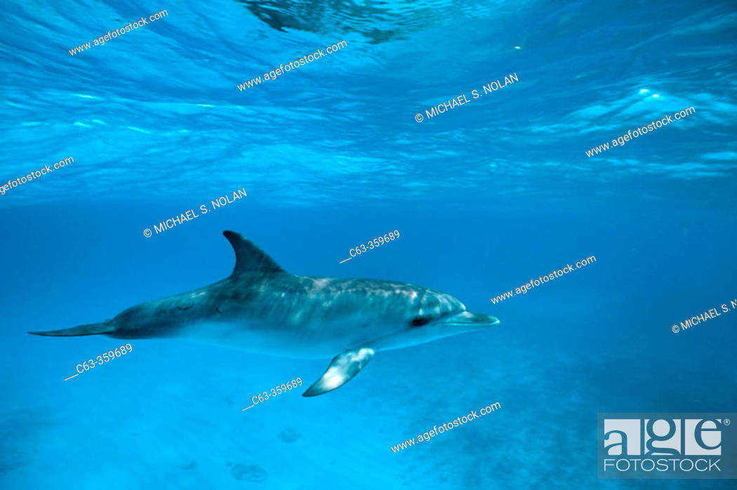 Stock Photo: Spotted dolphin calf off Little Bahama banks. Grand Bahama Island.